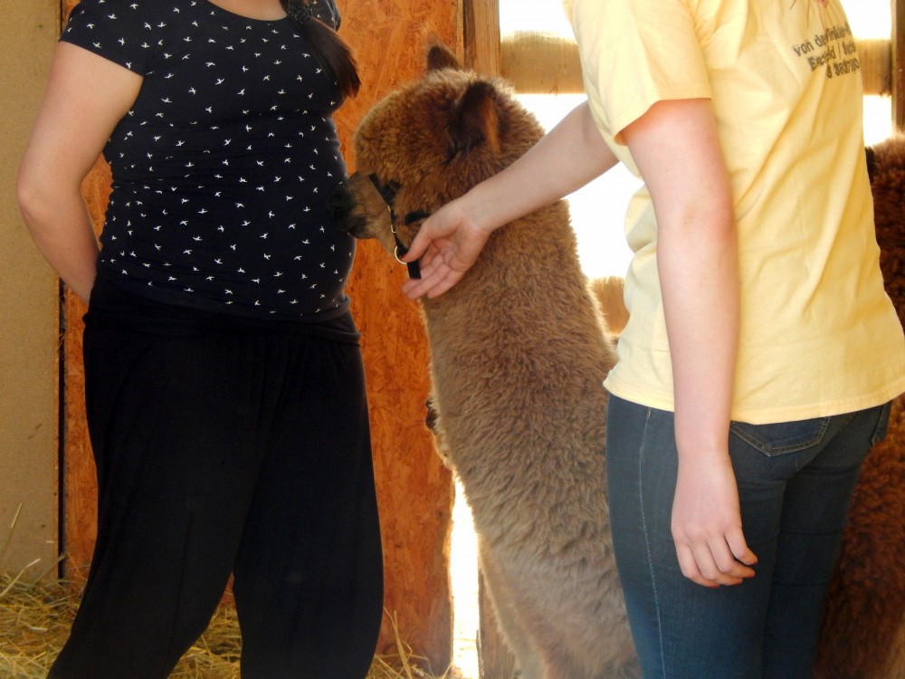RückblickAlpakaHoffest 2016 von der WinklerRanch